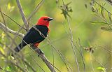 Scarlet-headed Blackbird